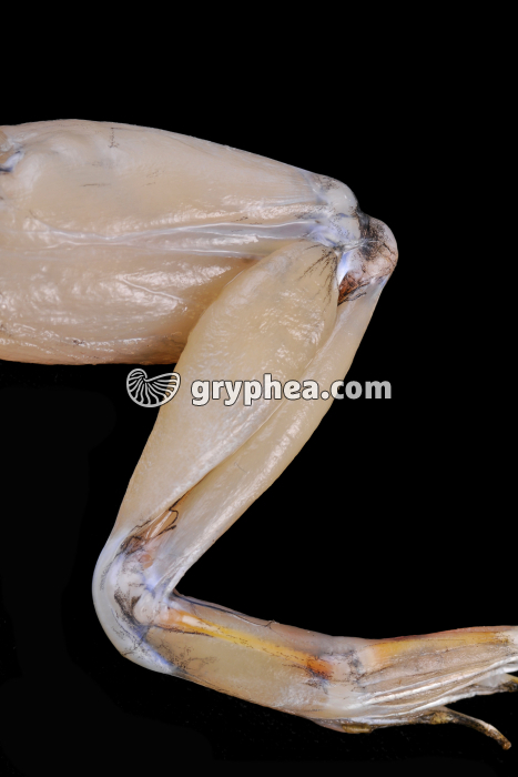 Muscles et Tendons - patte postérieure de Grenouille - gryphea.com